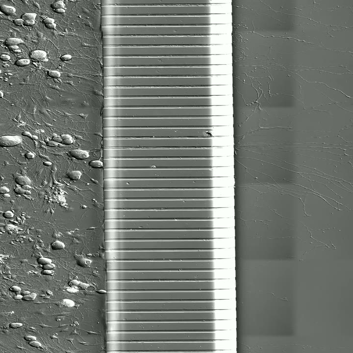 Time-lapse microscopy of neurites growing through a microfluidic device
